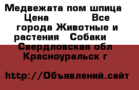 Медвежата пом шпица › Цена ­ 40 000 - Все города Животные и растения » Собаки   . Свердловская обл.,Красноуральск г.